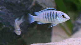 Foto mit Labidochromis Chisumulae, m