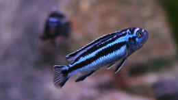 Foto mit Melanochromis cyaneorhabdos, vermutlich f