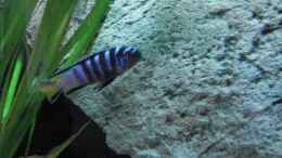 Aquarium einrichten mit Pseudotropheus elongatus mpanga bock