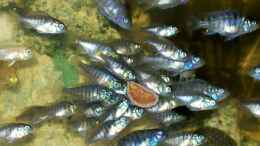 aquarium-von-egger66-becken-11482_Meine Mini Malawis