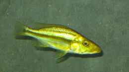 Aquarium einrichten mit dimidiochromis compressiceps chizumulu