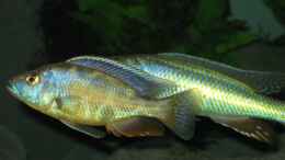 Foto mit Nimbochromis livingstoni + Champsochromis caeruleus