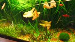 aquarium-von-matthias-weber-becken-1151_Echniodorus tenellus + Cryptocorynen + Tigerlotus