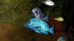 aquarium-von-lars-joergens-becken-1152_Placidochromis phenochilus Tanzania