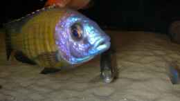 Aquarium einrichten mit Placidochromis sp. Electra superior - Mandalawi