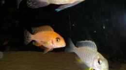 Aquarium einrichten mit Tramitichromis spec. orange top Lumbira  + Aulonocara