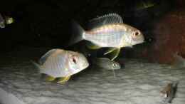 Aquarium einrichten mit Tramitichromis spec. orange top Lumbira 