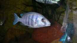 Foto mit Placidochromis phenochilus Tanzania