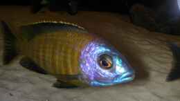 Foto mit Placidochromis sp. Electra superior - Mandalawi 