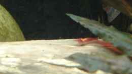 aquarium-von-heiko-stracke-asiatischer-bachlauf--nur-noch-als-beispiel_05.12.11 (Nachwuchs Red Fire Garnelen)