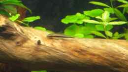 aquarium-von-heiko-stracke-asiatischer-bachlauf--nur-noch-als-beispiel_Siamesische Rüsselbarbe (Crossocheilus siamensis)