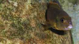 Aquarium einrichten mit Iodotropheus Sprengerae (female)