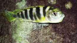 Aquarium einrichten mit Labidochromis Perlmutt (female) mit vollem Maul