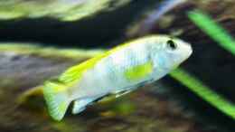 Aquarium einrichten mit Labidochromis Perlmutt (male)