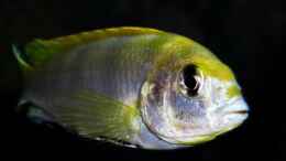 Foto mit Labidochromis Perlmutt (male)