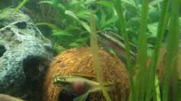Aquarium einrichten mit Mein Purpurprachtbarsch-Pärchen vor seinem Kokosnuss