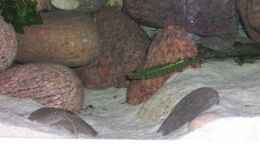 aquarium-von-malawi-tom-malawiwelt-anschauungsbeispiel_Gebirge links mit Unterwassergraben am morgen