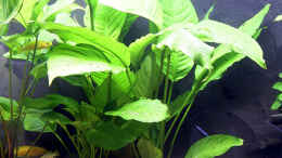 Aquarium einrichten mit Anubias heterophylla (hellgrünes großblättriges