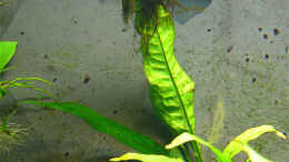 aquarium-von-nicod-tropheus-mpulungu-aufgeloest_Microsorium pteropus (Javafarn)