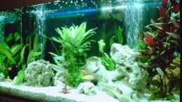 aquarium-von-ronald-leuschner-becken-11577_Malawibecken mit Pflanzen und Versteckmöglichkeiten