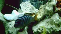Aquarium einrichten mit Pseudotropheus elongatus mpanga
