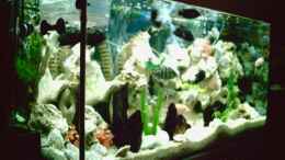 Aquarium einrichten mit Schläfer,Pseudotropheus,Blauer und Gelber Maulbrüter