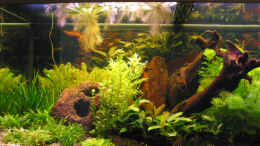 aquarium-von-renate-u--hannes-seif-becken-1158_Lavalochgestein Moorkienwurzel