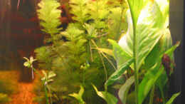 aquarium-von-renate-u--hannes-seif-becken-1158_Cabomba Caroliniana, Spathiphyllum Wallisil
