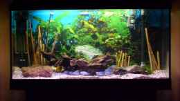 aquarium-von-slk-malawi-becken-11596_Mein Becken Vollansicht