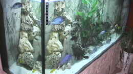 aquarium-von-ringo-baumung-becken-11598_