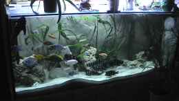aquarium-von-ringo-baumung-becken-11598_Wer findet mein Kater Pauli auf dem Foto!!!