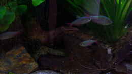 aquarium-von-schratze-amazonasworld---aufgeloest-am-09-02-2015_Blaurote Kolumbianer mit Herbstlaub - 09.11.2014