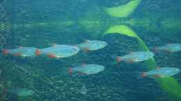 Aquarium einrichten mit Rotflossensalmler