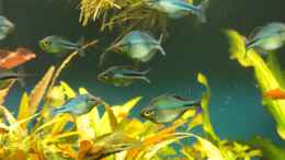 aquarium-von-balzman-becken-11617_Jetzt wirds Blau
