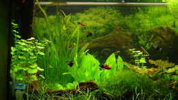 aquarium-von-kleintommy-becken-11621_Ansicht Links Mai 2009