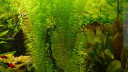 Aquarium einrichten mit Micranthemum micranthemoides extrem groß gewurden