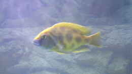 aquarium-von-tobias-mann-becken-1166_Nimochromis Venustus (Mänlich)