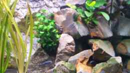 aquarium-von-maik-450l-malawi--existiert-nicht-mehr-_rechter granit aufbau