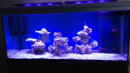 aquarium-von-mosi-becken-11670_Anfang Januar, nur Riffatollsäulen, bei ca. 30% Beleuchtung