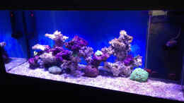 aquarium-von-mosi-becken-11670_Anfang Februar, Beleuchtung bei ca. 40%, lebende Steine und 