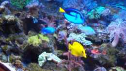 aquarium-von-juergen-stapf-rundbogenglasaquarium_
