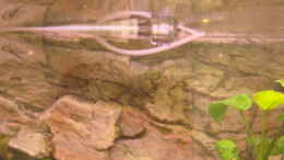 aquarium-von-zorni-becken-11754_Strömungspumpe mit Defusor