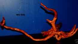 aquarium-von-annika-54l-dschungel-aufgeloest-09-2012_Moorkienwurzel