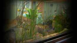 aquarium-von-nilsuwesohn-becken-11773_jetzt sind die Pflanzen langsam angewachsen!!