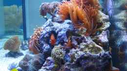 aquarium-von--uschi-juwelvision--aufgeloest-_Seitenansicht - Bild vom August 2009