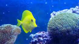 Aquarium einrichten mit HawaiDoktor ____________ Zebrasoma flavescens