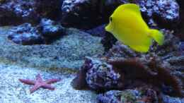 Aquarium einrichten mit HawaiDoktor ____________ Zebrasoma flavescens