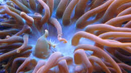 Aquarium einrichten mit Riesenanemone (mittlerweile 2 im Becken; schon
