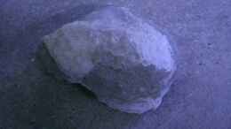 aquarium-von-dirk-friebe-becken-11803_künstliche Felsen aus Sand und Portlandzement