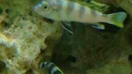 Foto mit Labidochromis Perlmutt m + w